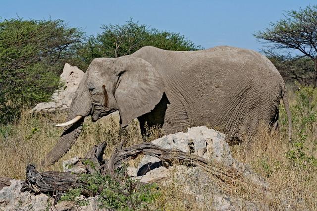 225 Etosha NP, olifant.JPG